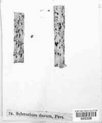 Sclerotium durum image